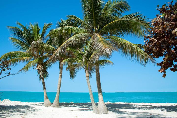 a beach with a palm tree