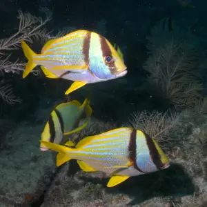 a fish swimming under water
