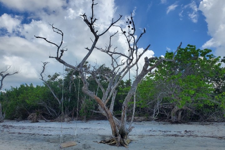 a group of palm trees next to a tree